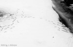 Tracks in the snow (detail), February 10, 2012 (black and white)