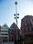 Tree on a pole in the Marktplatz, Tuebingen - Photo #2