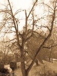 "For the birds", near the Neckar River, February 13, 2012 ("antique light")