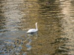 Swan Glow, Neckar River, February 20, 2012