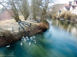 The swans are definitely back! Neckar River, February 22, 2012