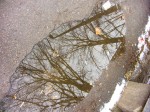 Reflected trees