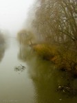 Foggy Branches