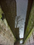 A tree between the buildings