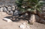 Palm Tree Shadow, Tarragona