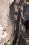 Palm Tree Shadow #2, Tarragona