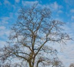 Tree near the Train Station, Tübingen