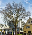 Tree near Chris' office, mid-April 2012, Tübingen