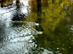 "Photo Finish", Ducks on the Neckar, Tübingen