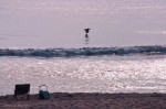 Pelican in flight - Photo 1