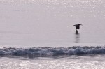 Pelican in flight - closeup