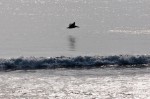 Pelican in flight - closeup2