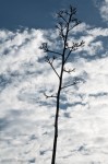 Tree against the sky