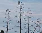 Trees, Melbourne Beach