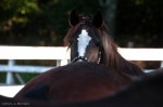 An initially bashful Dakota, the horse we were there to visit