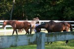 Dakota and friends in the corral