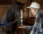 Carrots: the key to winning a horse's devotion forever