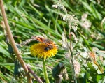 Butterfly and Bee: the dance begins