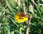 Butterfly and Bee: the dance continues