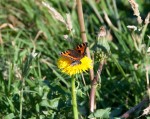 Butterfly and Bee: a little closer together