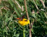 Butterfly and Bee: a little farther apart