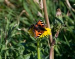 Butterfly and Bee: the second bee arrives