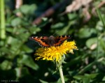 A final pose by the Butterfly