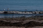 Seagulls in the surf, North Bay Beach, Scarborough