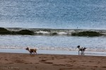 Playing with friends on the beach, North Bay