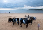 Donkeys on the beach, South Bay, Scarborough