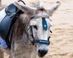 Freddie's ready for his closeup, South Bay, Scarborough