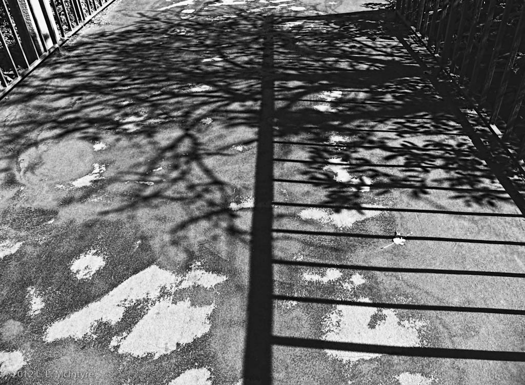 Shadow of a "tree"