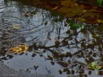 A leaf in the rain - Photo #1