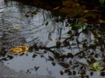 A leaf in the rain - Photo #2
