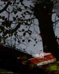 Tree in a window - Photo #2