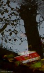 Tree view in a window - Photo #3
