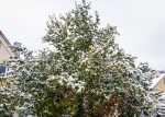 Tree of green and snow