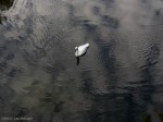 Duck and Sky: changed to B&W