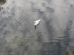 Swan and Sky: original exposure