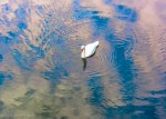 Swan and Sky: "colorised"