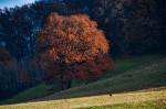 Tree and Bird in Autumn