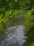 Heron in the Ammer River, Tübingen - closer