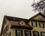 Heron on Roof