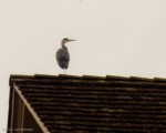 Heron on Roof - Closeup