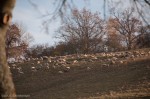 Sheep on the hillside