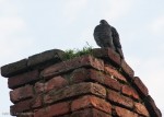 Pigeon posing on a turret of the Ponte di Castelvecchio