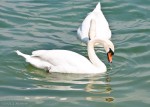 Swans