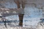 A tree goes through a puddle, in a park in downtown Potsdam