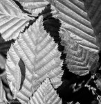 Lee's 1st Leaf Pattern - B&W