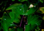 Leaves, drops, and a thin purple line